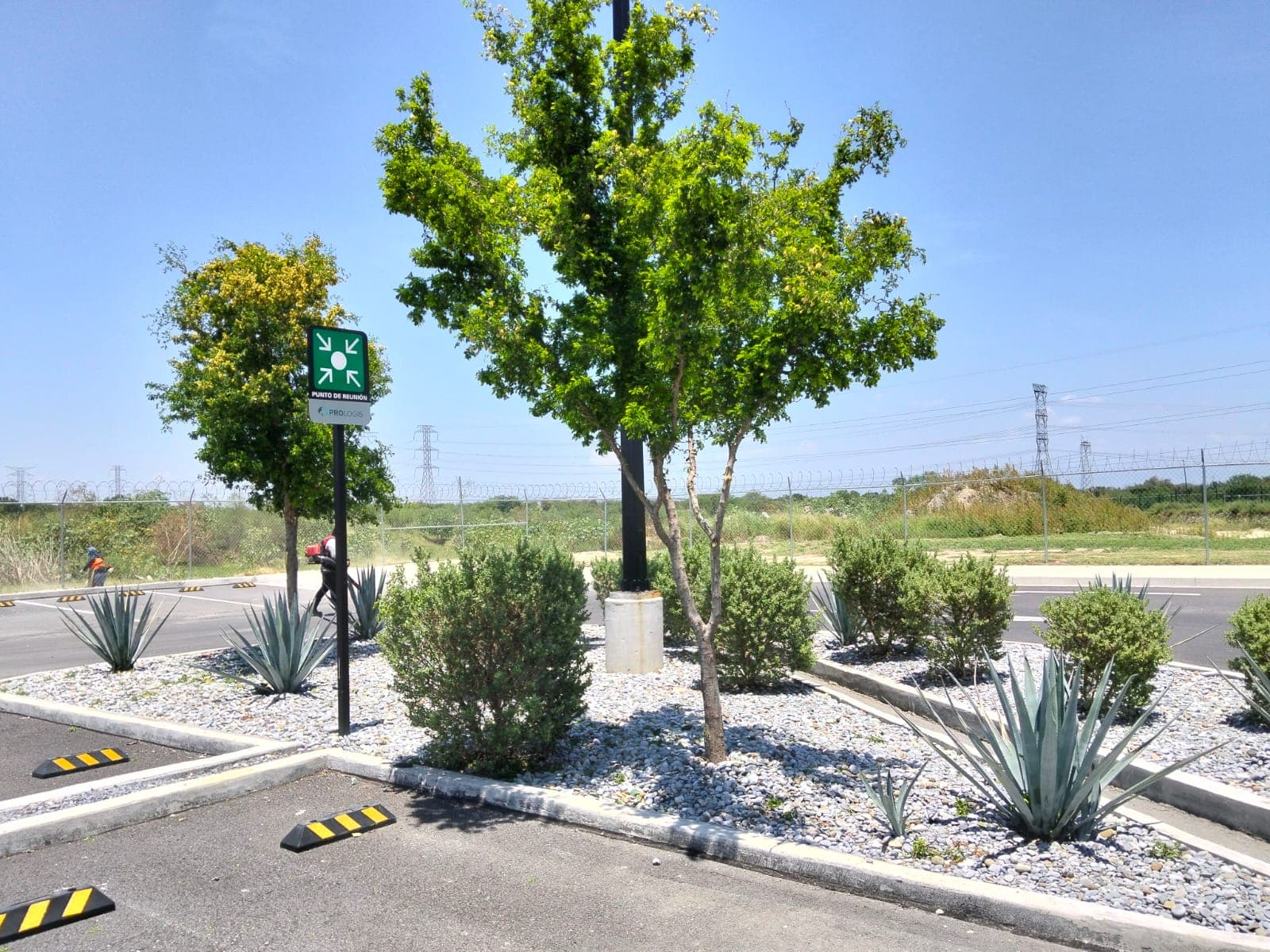 Camellón con agaves y arbustos ornamentales